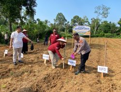 Polsek Kuantan Hilir dan Pemerintah Desa Kampung Madura Tanam Jagung Pipil Dukung Program Asta Cita Presiden