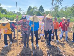Dukung Program Asta Cita Presiden, Desa Dusun Tuo Tanam Jagung Pipil di Lahan 1 Hektare