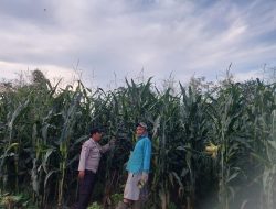 Bhabinkamtibmas Polsek Kuantan Hilir Cek Tanaman Jagung Warga, Dukung Program Swasembada Pangan 2026