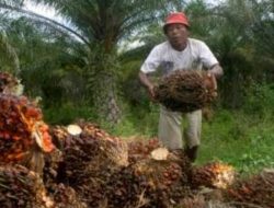 Derita Petani Sawit Akibat Anjlok Harga TBS
