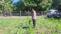 Polsek Hulu Kuantan Cek Perkembangan Tanaman Jagung,  Ketahanan Pangan di Desa Sungai Alah