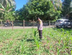 Polsek Hulu Kuantan Cek Perkembangan Tanaman Jagung,  Ketahanan Pangan di Desa Sungai Alah