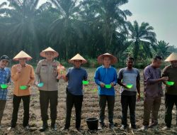 Dukung Program Asta Cita, Desa Suka Damai Tanam Jagung Pipil