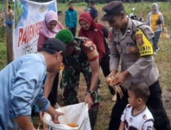 Bhabinkamtibmas Desa Tanjung Pauh Kecamatan Singingi Hilir Kuansing Bantu Panen Jagung Bersama Petani