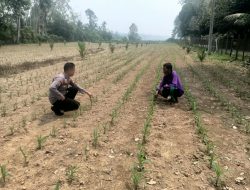 Polsek Kuantan Mudik Cek Tanaman Jagung Pipil Dukung Swasembada Pangan 2026